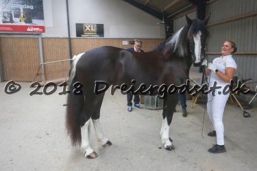 Kåring i Hedensted d  29 September 2018
