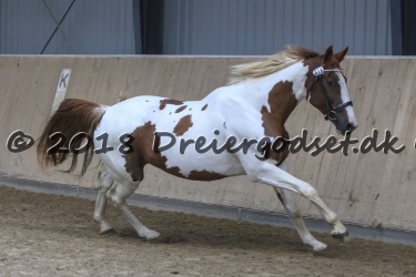 Kat. Nr. 13 - Whitney Lightfoot - Type XX