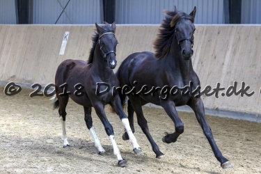 Kat. Nr. 2 - Hera Barock-West - Type FB