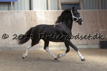Kat. Nr. 3 - Helena Af Bette Musted