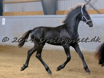 Kåring i Lemvig d.  1 August 2015