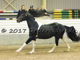 Kat.-27---Obelix-Fan-Thorum---Barok-Pinto