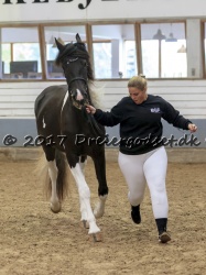 Dansk Barok Pinto  Pint Frieser  K  ring d  16 Sept