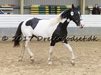 Kat.-31---Houdini-Af-Dorotheasminde---Barok-Pinto