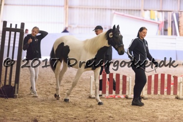 Kat.-34-Halima-Af-Dorotheasminde---Barok-Pinto