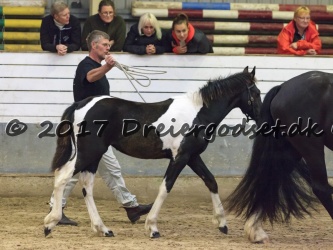 Kat.-35---Bonte-Wyoming-R---Barok-Pinto