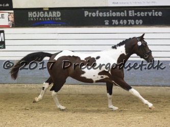 Kat  21   Pintados Jay Z H  jg  rd   2   rs sportstype pony