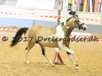 Kat  22   Kr Golden Midnight   2   rs sportstype pony