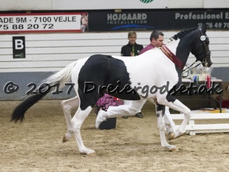Kat  24   Haurums Zee Mann   3   rs sportstype hest