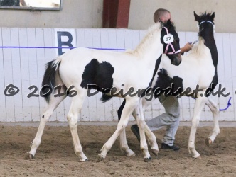 Kat.-Nr.-52---Halima-Af-Dorotheasminde