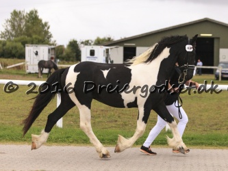 Kat.-nr.-43---Frodo-Af-Dorotheasminde