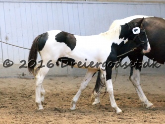 Dansk Barok Pinto  Pinto Frieser  K  ring D  11 09 2016