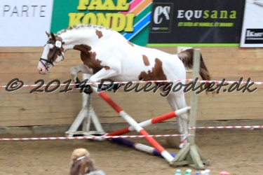 Dansk Barokpinto Kåring d  24 August 2014