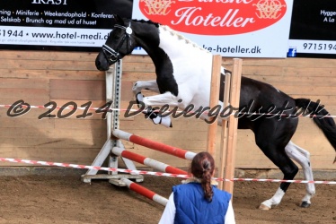 Kat  25   Elk  r  s Tasana