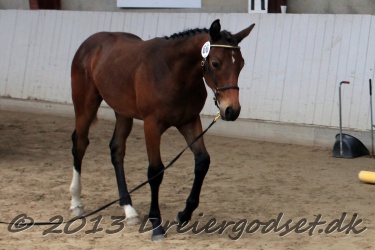 Dansk Pinto Forening K  ring d  7   8 Sept  2013