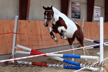 Dansk Pinto Forening K  ring d  7   8 Sept  2013