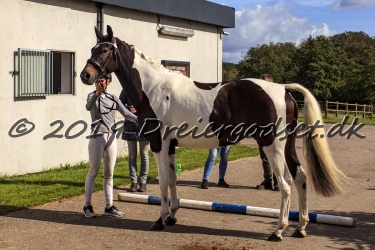 Kat.-28---Belladonna-A-Kila---Sportstype-Hest