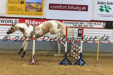 Kat.-Nr-22---Movie-Star-Hoejgaard---Sportstype-pony