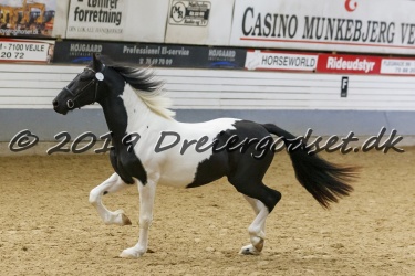 Kat.-Nr-23---Harlekin-Af-Dorotheasminde---Barok-Pinto