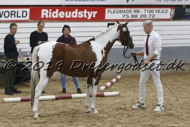 Kat.-Nr-26---Amazing-Girl-Hoejgaard---Pinto-Sportstype-Pony