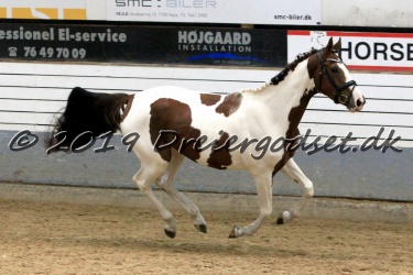 Kat.-Nr-29---Haurums-Contessa---Pinto-Sportsstype