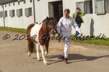 Kat.-Nr-31---Miss-Moon---Pinto-Sportstype-Pony