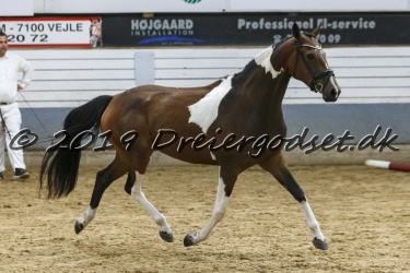 Kat.-Nr-35---Haurums-Chrolia---Sprotstype-Hest