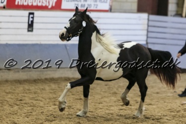 Kat.-Nr-41---Joleen-Af-Dorotheasminde---Barok-Pinto