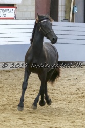 Kat.-Nr-42---Anemone-Af-Dalen---Ensfarvet-Barok-Pinto