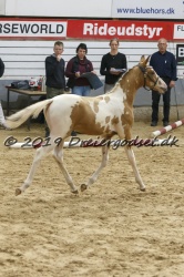Dansk Pinto og Barokpinto  Pinto Frieser  K  ring d  14 Sept  2019