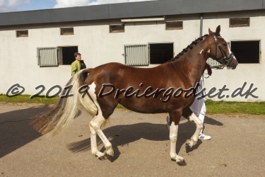 Kat  34     deg  rdens Kasandra   Pinto Sportstype Hest