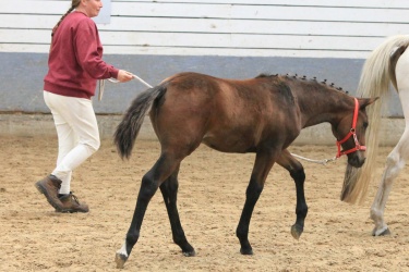 Kat  Nr 45   Stald Helbo s Mercedes   Ensfarvet Sportstype Hest