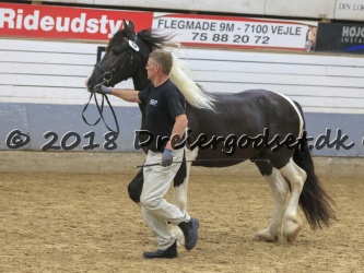 Dansk Pinto og Barokpinto  Pinto Frieser  K  ring d  16 Sept  2018