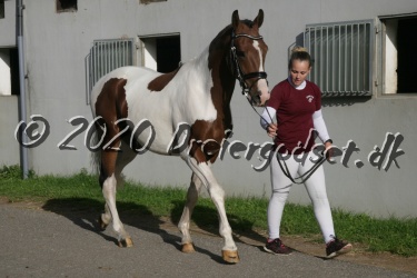 Kat.-Nr-62---Barcardi-Breezer---Sportstype-Hest