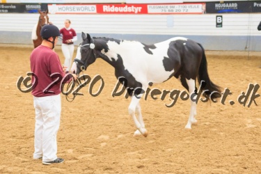 Kat.-Nr-63---Haurums-Zigurd---Sportstype-Hest