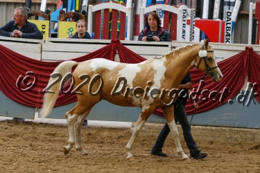 Dansk Pinto og Barokpinto  Pinto Frieser  K  ring d  5 Sept  2020