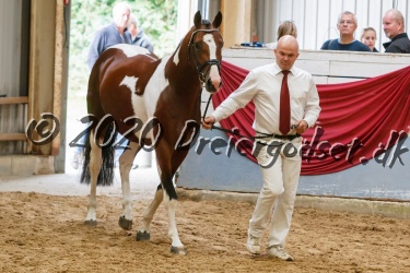 Kat.-Nr-65---Sunny-Boy-Junior---Sportstype-Hest