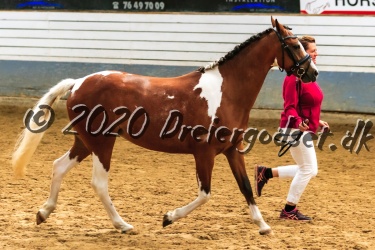Kat.-Nr-68---She-Fina-Hoejgaard---Sportstype-Pony
