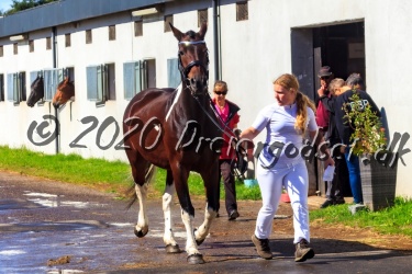 Kat.-Nr-73---Temple-Pride---Sportstype-Hest