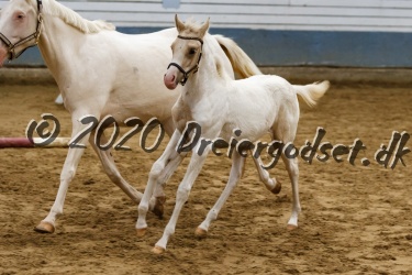 Kat.-Nr-76---DC-Legacy-Ice---Sportstype-Pony