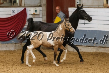 YQDC Phyre Phoenix 022