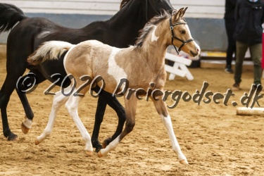 Kat.-Nr-77---DC-Phyre-Phoenix---Sportstype-Pony