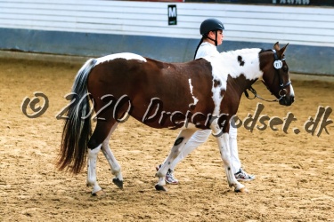 Dansk Pinto og Barokpinto  Pinto Frieser  K  ring d  5 Sept  2020