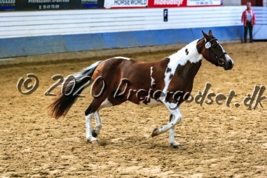 Vidtskue  s  Filly 015