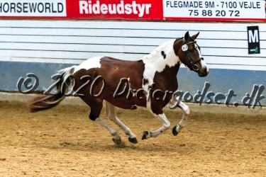 Vidtskue  s  Filly 020
