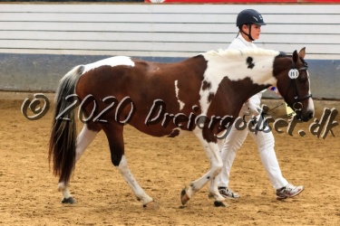 Vidtskue  s  Filly 033