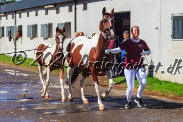 Kat  Nr 72   Gaasdal   Jasmin   Sportstype Hest