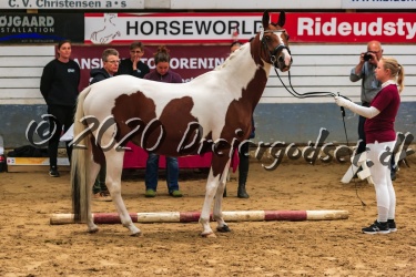 Gaasdal  s Jasmin 015
