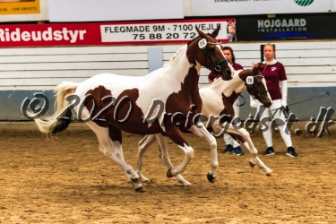 Gaasdal  s Jasmin 030