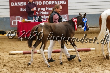 Kat  Nr 75   Hindb  rhavens Macchiato   Sportstype Pony